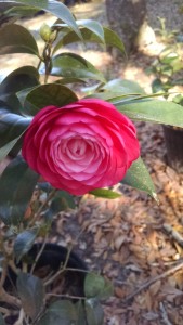 Jacks camellia 2 3-06-18