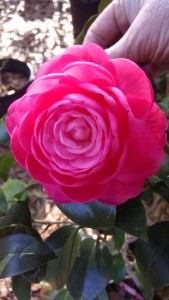 Jacks camellia 3-03-18