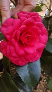 Glen 40 camellia - Camellia Heaven-12-31-18