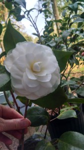 Nuccios Gem camellia Feb 22 2019