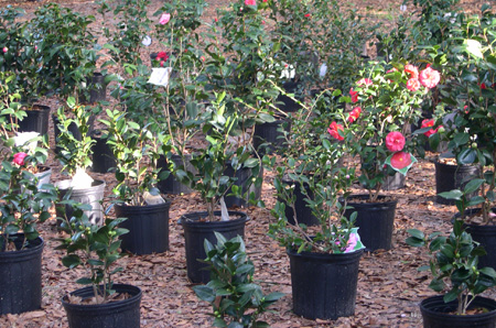 Flower Shop Nursery Camellias Tallahassee and North Florida