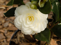 flower lemon glow camellia