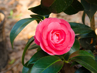 rose colored camellia