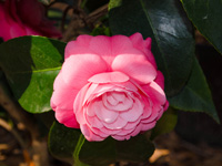 camellia tallahassee