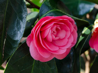 red camellia