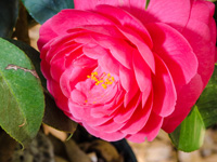 nusery tallahassee camellias