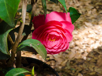 jacks camellia