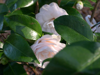 white flowering bush