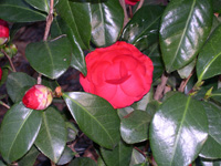 red bush flower