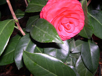 bushes with red flowers