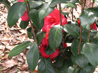 flowering bush