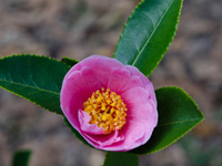 Frost Princess Camellias