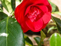 tallahassee camellia society