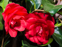 red camellias