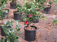 Bobby vian Variegated Camellias